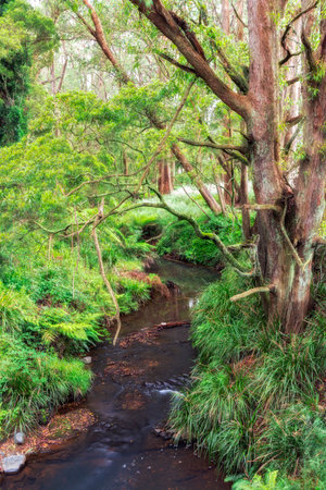 A Morton National Park New South Wales Australia