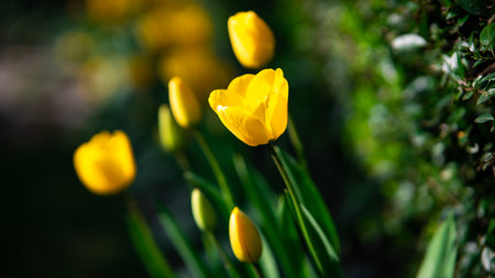 A closeup shot of yellow tulips growing in the gardenの写真素材