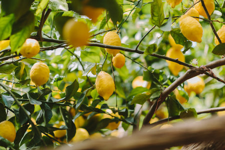 A closeup shot of lemons growing on trees in a gardenの写真素材