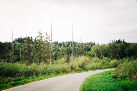 A scenic view of a one-lane road with pine trees on both sidesの写真素材