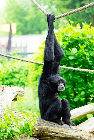 A closeup of a black fur monkey Siamang (Symphalangus syndactylus) hanging on a rope on a green backgroundの写真素材
