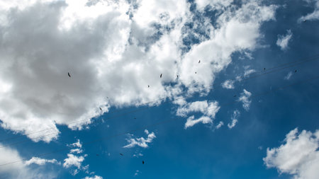 A beautiful view of a flock of birds flying in the cloudy skyの写真素材