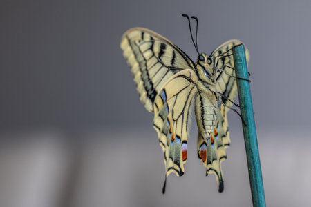 A selective focus shot of a Papilio machaon butterflyの写真素材
