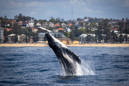 A big blue whale jumps out of waterの写真素材