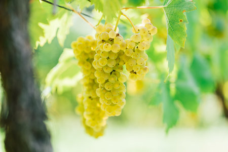 A closeup shot of ripe grapes in a vineyardの写真素材