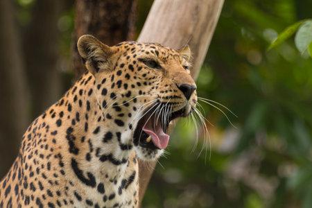 A closeup shot of a leopard in the Korat Zoo in Thailand
