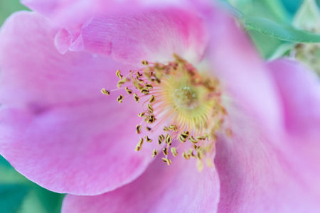 A closeup shot of a fully bloomed purple peonies flower in a garden
