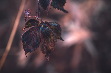 Buckeye leaves turn brown at the end of the Fall season.の写真素材