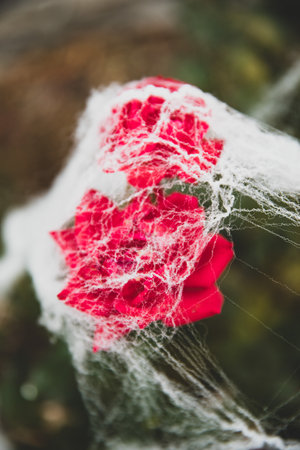 A vertical closeup of two pink roses covered with spiderweb on Halloweenの写真素材
