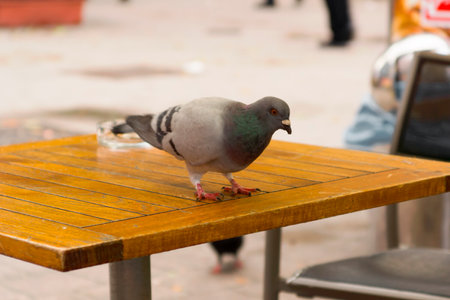 A photo of a cute dove sitting on a wooden table outdoorの写真素材