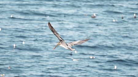 A closeup shot of an American white pelicanの写真素材