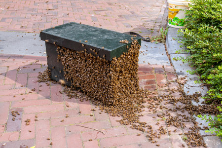 A shot of a swarm of honeybees around a beehive