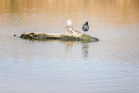 A cute duck on a floating wood in the lake on a sunny dayの写真素材