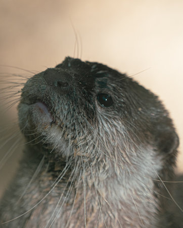 otters swimming and playing  peacefully at the zooの写真素材