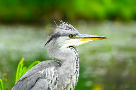 A closeup of a Gray heron against a green background in natural surroundings