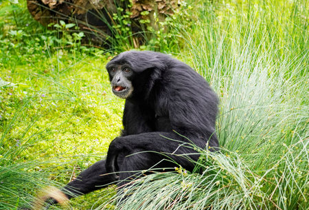 A closeup of a monkey with black fur, Siamang (Symphalangus syndactylus) sitting in the grass