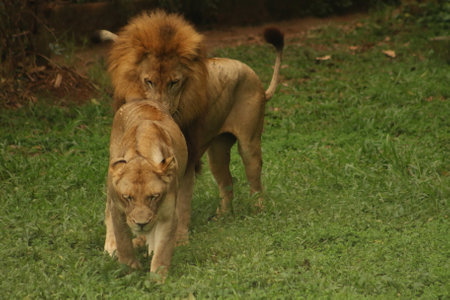 A beautiful shot of a lion and a lioness in the wild during the dayの写真素材