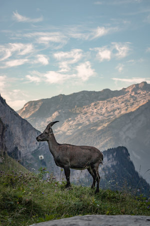 A vertical shot of a horned ibex standing near a view of mountainsの写真素材