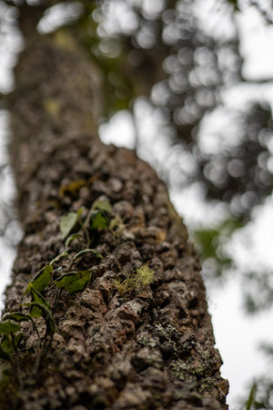 A vertical shot of a wooden tree trunk in the woods in Horton Plains National Park, Sri Lanka