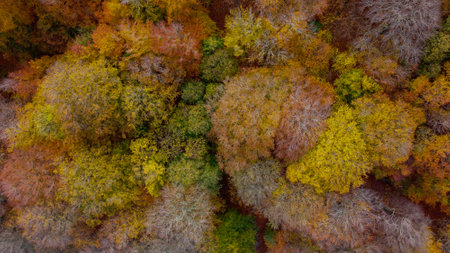 A mesmerizing view of autumn dense trees in the forest