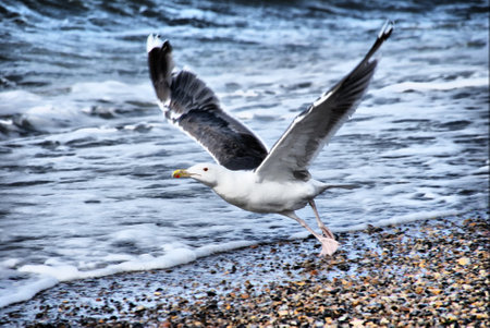 A closeup of a gull with black wings taking off from a rocky shoreの写真素材