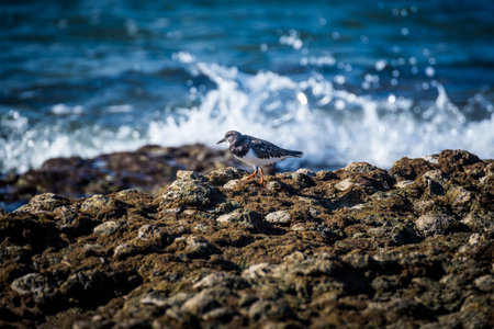 The ruddy turnstone (Arenaria interpres) standing on the Barrosa beach, Spainの写真素材