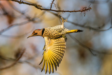 A shallow focus shot of a yellow bird flying in natureの写真素材