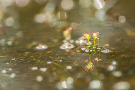 A closeup shot of drosera intermedia in a blurry background