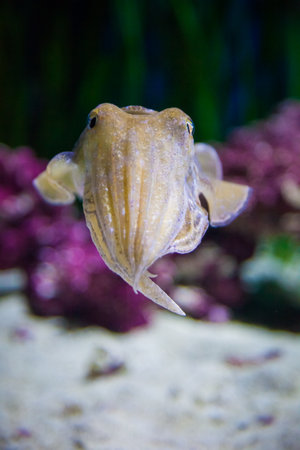 A shallow focus of a cuttlefish with blurred plants underwater