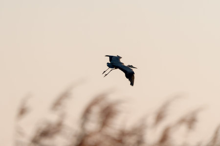A selective view of a grey heron (Ardea cinerea) in flight with the sky on the backgroundの写真素材