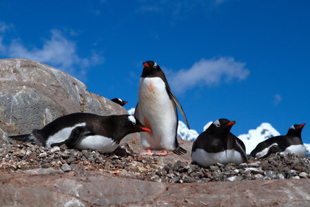 The cute penguins in the snowy Antarctica Continentの写真素材