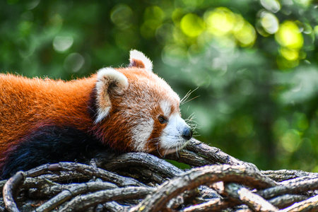 A closeup of a red panda on dried branches in a zoo with a blurry backgroundの写真素材