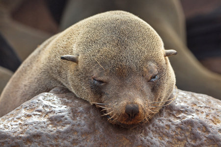 A closeup shot of a sea lion relaxing on a rock in Nambiaの写真素材