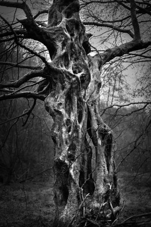 A vertical low angle greyscale of an old tree in the forest