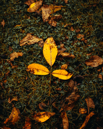 A vertical closeup of the autumn leaves on the lawn.