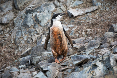 A beautiful view of a dirty Gentoo penguin standing on rocks in Antarctica