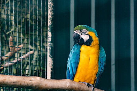 A yellow blue parrot perched on a branchの写真素材