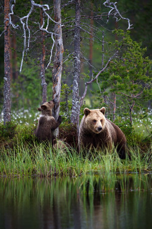 A grizzly bear with its babies on the shore of a pond in a forest in Finlandの写真素材