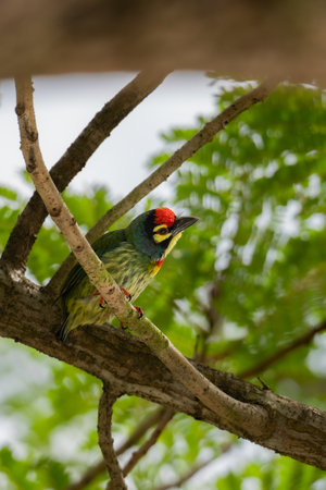 A vertical shot of a coppersmith barbet bird perched on a branch