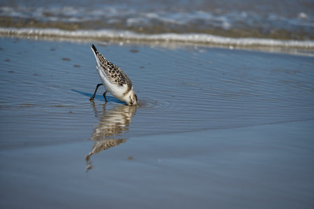 A seagull digging its head in the sand on a seashoreの写真素材