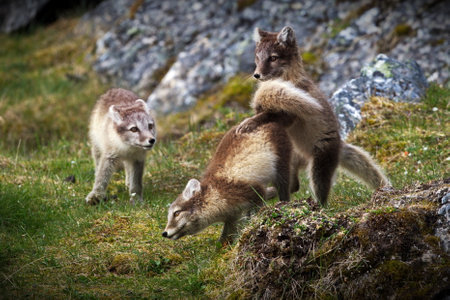 A South American Foxes playing in their rocky habitat on a sunny day