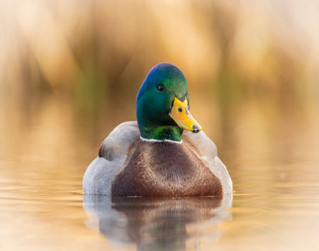 Close up at water level of mature Mallard drake (Anas platyrhynchos) swimming on pond Colorado, USAの写真素材