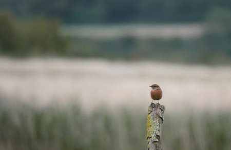 A stonechat perching on a wooden post.