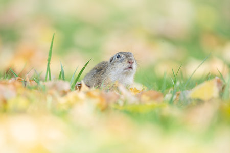 A selective focus shot of a European ground squirrel (Spermophilus citellus)