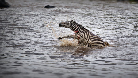 A zebra splashing around in a river in Masai Mara, Kenyaの写真素材