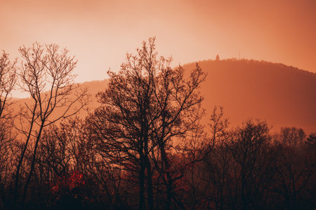 A closeup of trees with hills backgroundの写真素材