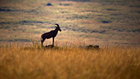 A mountain goat in a field in Masai Mara, Kenyaの写真素材