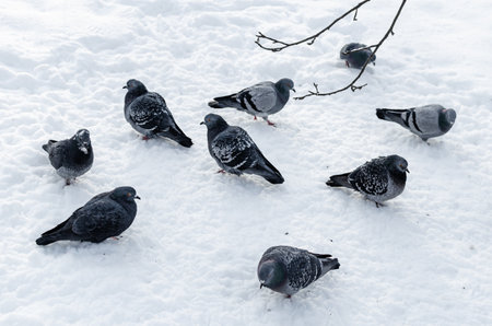 A closeup of pigeons on the snowの写真素材