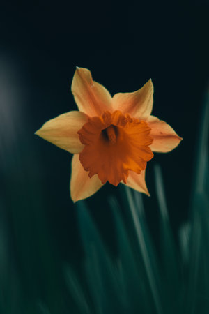 A vertical closeup shot of the beautiful Narcissusの写真素材