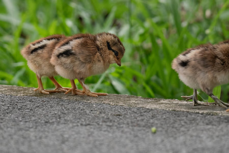 A closeup of chickens with green grass in the blurred backgroundの写真素材